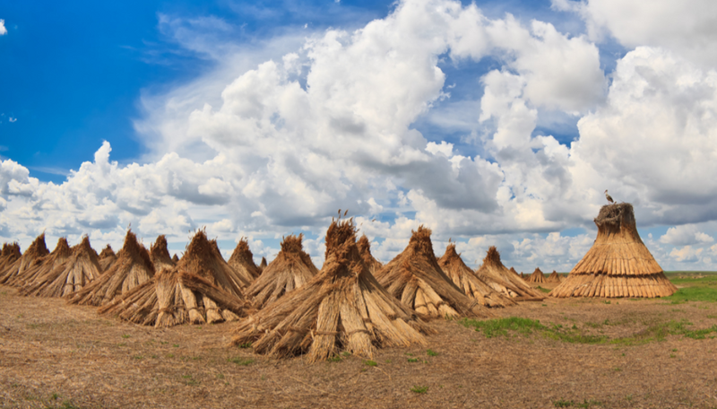 Stuf acoperis, garduri, umbrele. Reeds for roofs, fences, beach umbrellas.