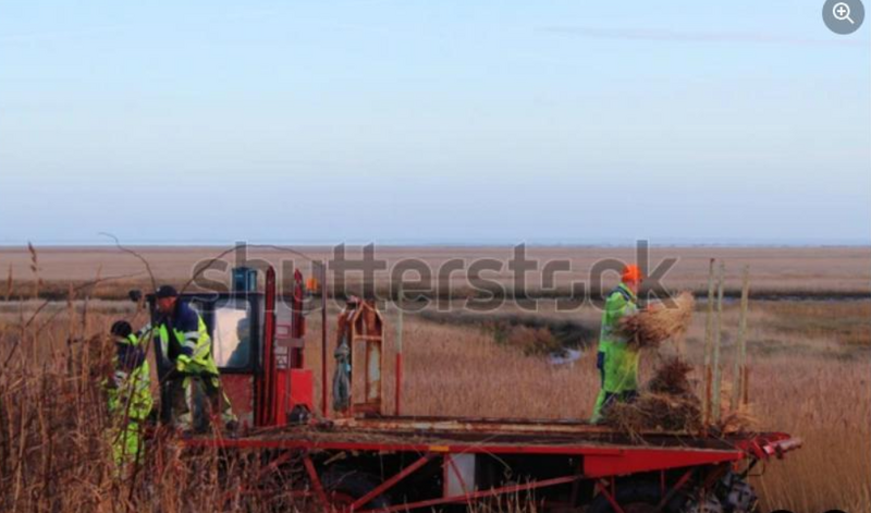 Stuf acoperis, garduri, umbrele. Reeds for roofs, fences, beach umbrellas.