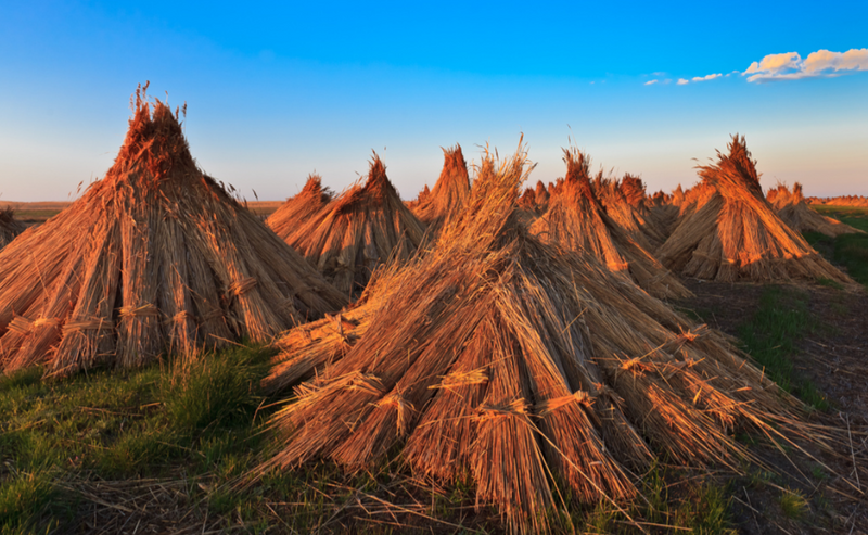 Stuf acoperis, garduri, umbrele. Reeds for roofs, fences, beach umbrellas.