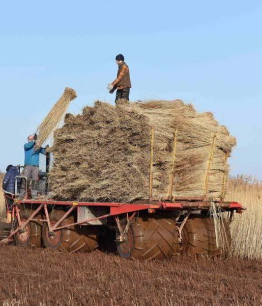 Stuf acoperis, garduri, umbrele. Reeds for roofs, fences, beach umbrellas.