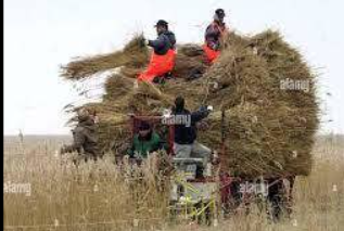 Stuf acoperis, garduri, umbrele. Reeds for roofs, fences, beach umbrellas.