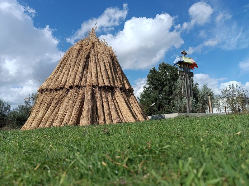 Stuf acoperis, garduri, umbrele. Reeds for roofs, fences, beach umbrellas.