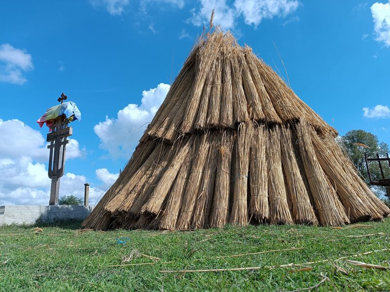 Stuf acoperis, garduri, umbrele. Reeds for roofs, fences, beach umbrellas.