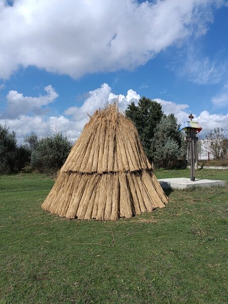 Stuf acoperis, garduri, umbrele. Reeds for roofs, fences, beach umbrellas.