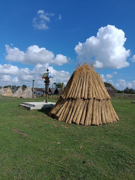 Stuf acoperis, garduri, umbrele. Reeds for roofs, fences, beach umbrellas.