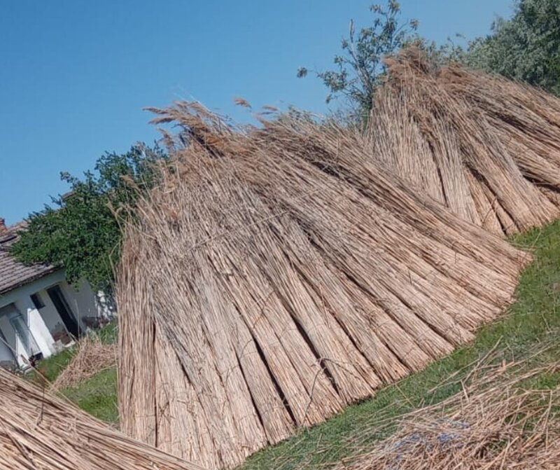 Stuf acoperis, garduri, umbrele. Reeds for roofs, fences, beach umbrellas.