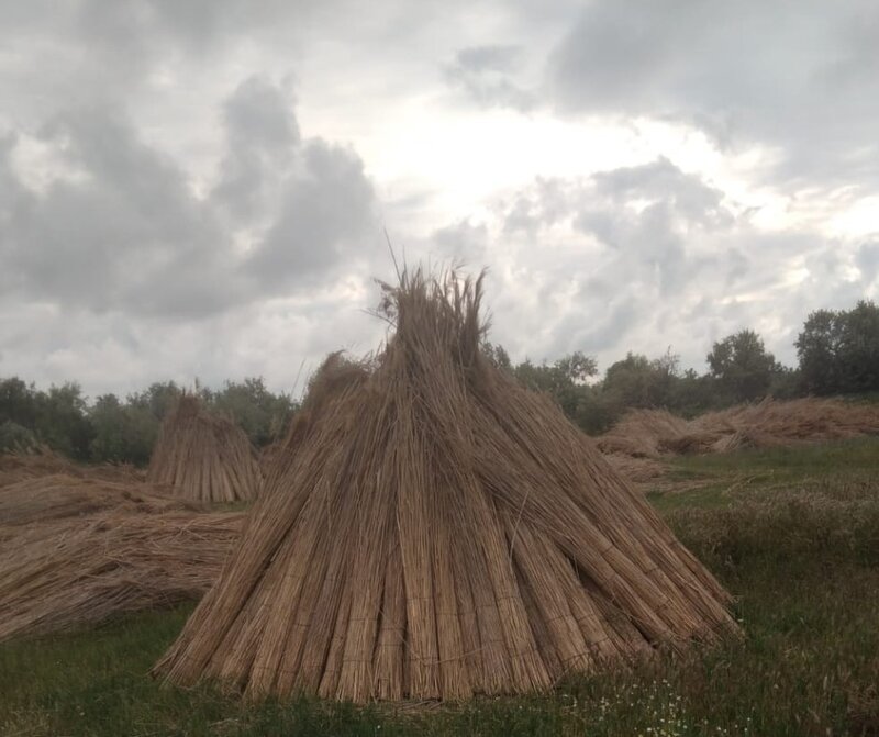 Stuf acoperis, garduri, umbrele. Reeds for roofs, fences, beach umbrellas.