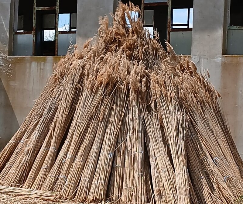 Stuf acoperis, garduri, umbrele. Reeds for roofs, fences, beach umbrellas.