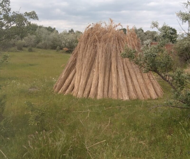 Stuf acoperis, garduri, umbrele. Reeds for roofs, fences, beach umbrellas.