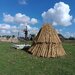 Stuf acoperis, garduri, umbrele. Reeds for roofs, fences, beach umbrellas.