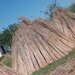 Stuf acoperis, garduri, umbrele. Reeds for roofs, fences, beach umbrellas.